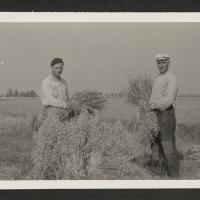 Arbeiders van de Wilhelminapolder bij schoven haver, ca 1958. Zeeuws Archief, Koninklijke Maatschap De Wilhelminapolder, toegang 250 inv. nr 1037.