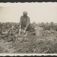 Handmatig oogstwerk, 1955. Zeeuws Archief, Koninklijke Maatschap De Wilhelminapolder, toegang 250, inv. nr 1065.