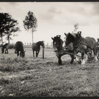Paarden in de wei van de Wilhelminapolder, door Multicolor, Rotterdam, ca 1960. Zeeuws Archief, Koninklijke Maatschap De Wilhelminapolder, toegang 250, inv. nr 1081.