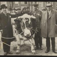 Prijswinnende stier, ca 1930. Zeeuws Archief, Koninklijke Maatschap De Wilhelminapolder, toegang 250 inv. nr 1076.
