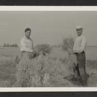 Arbeiders van de Wilhelminapolder bij schoven haver, ca 1958. Zeeuws Archief, Koninklijke Maatschap De Wilhelminapolder, toegang 250 inv. nr 1037.