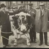 Prijswinnende stier, ca 1930. Zeeuws Archief, Koninklijke Maatschap De Wilhelminapolder, toegang 250 inv. nr 1076.