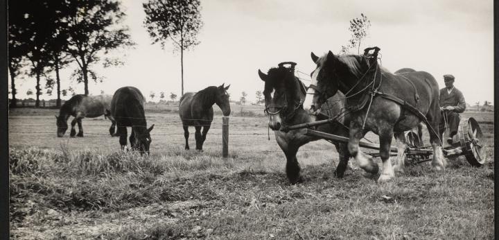 Paarden in de wei van de Wilhelminapolder, door Multicolor, Rotterdam, ca 1960. Zeeuws Archief, Koninklijke Maatschap De Wilhelminapolder, toegang 250, inv. nr 1081.